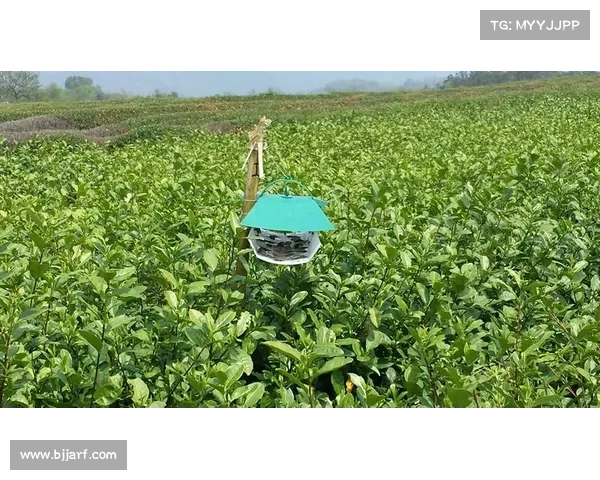 打造理想高地红石榴种植环境促进丰硕成果的技术与策略探讨 打造理想高地红石榴种植环境促进丰硕成果的技术与策略探讨