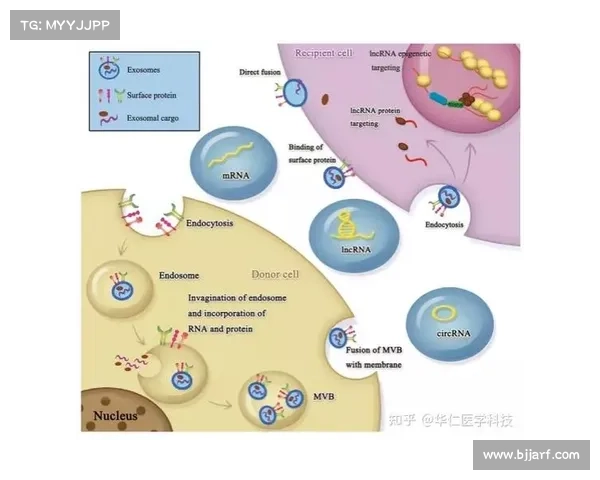 德甲新兴球队崛起之路：策略创新与竞技挑战的双重考验